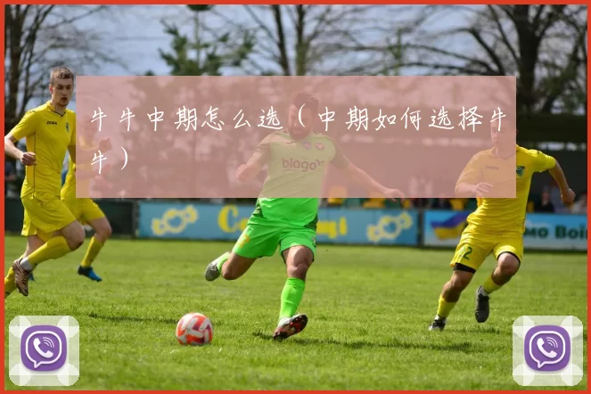 牛牛中期怎么选（中期如何选择牛牛）